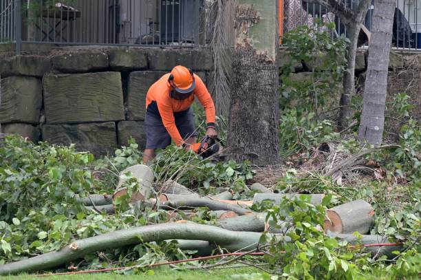 Best Commercial Tree Services  in USA